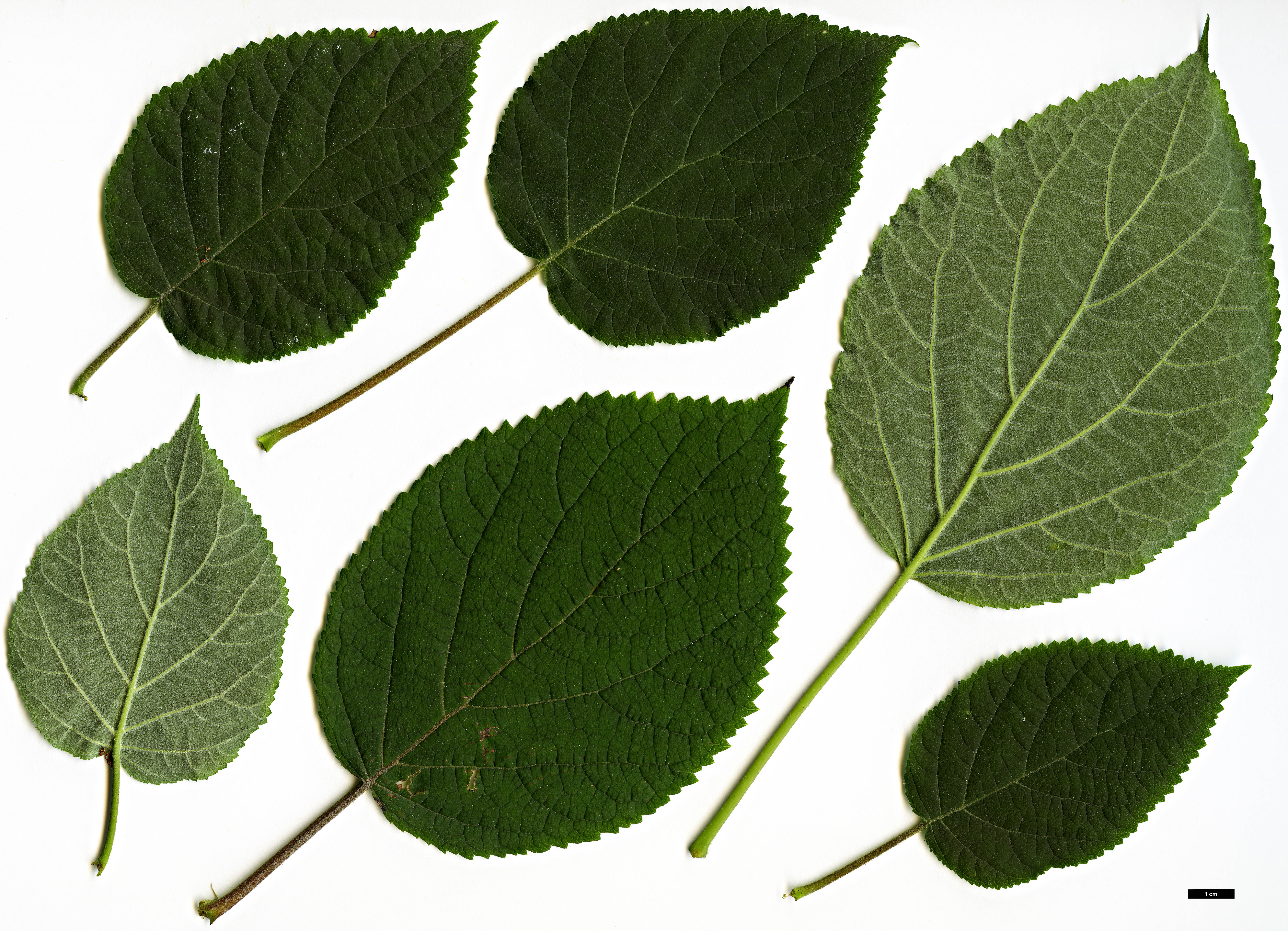 High resolution image: Family: Hydrangeaceae - Genus: Hydrangea - Taxon: arborescens - SpeciesSub: subsp. discolor